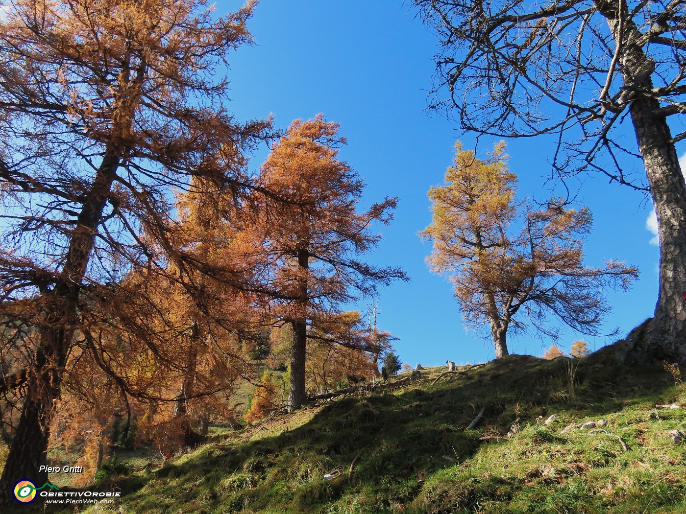 49 Bellissimi larici secolari in veste autunnale.JPG